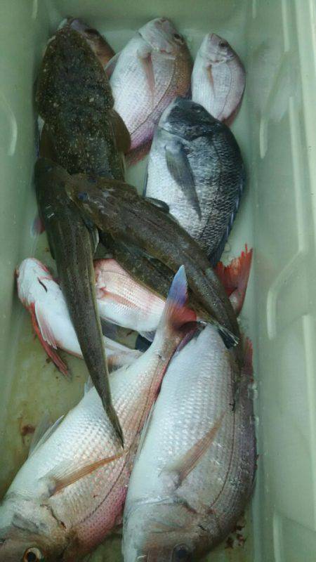 サンマリン 釣果