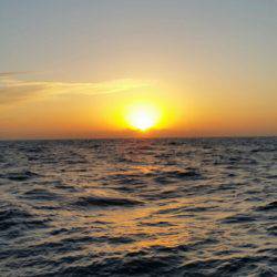 金沢八景鴨下丸 釣果