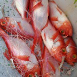 金沢八景鴨下丸 釣果