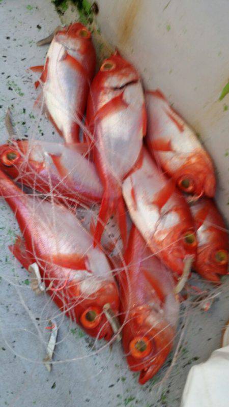 金沢八景鴨下丸 釣果