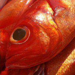 金沢八景鴨下丸 釣果