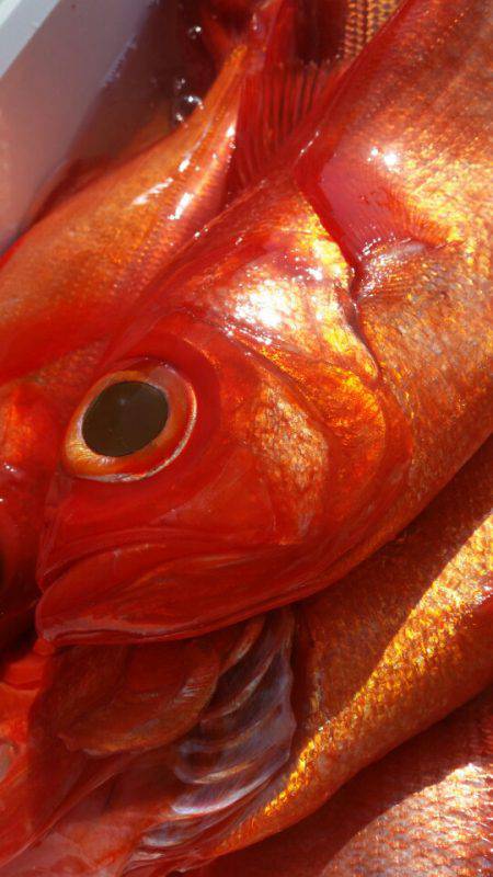 金沢八景鴨下丸 釣果