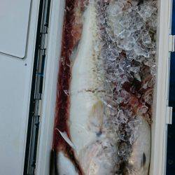 海龍丸(石川) 釣果