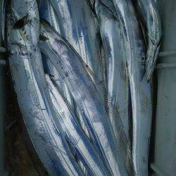 サンマリン 釣果