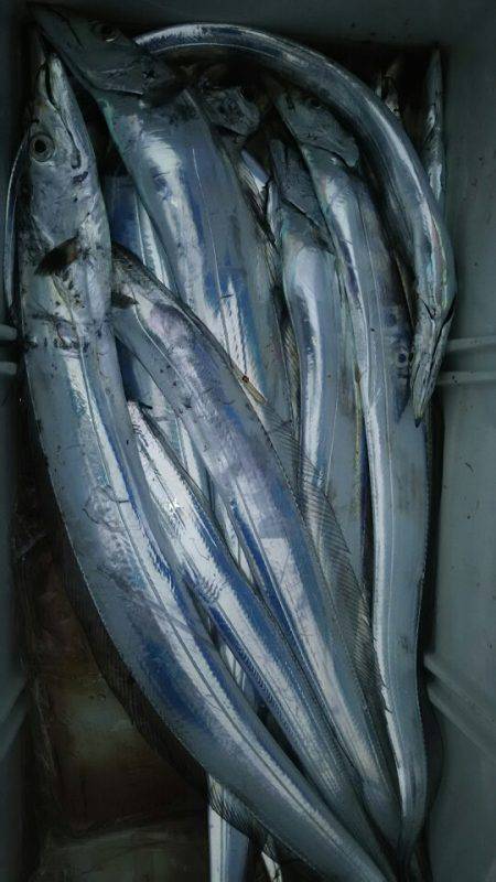 サンマリン 釣果