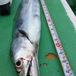 金沢八景鴨下丸 釣果