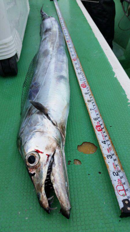 金沢八景鴨下丸 釣果