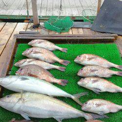 海の釣堀 海恵 釣果