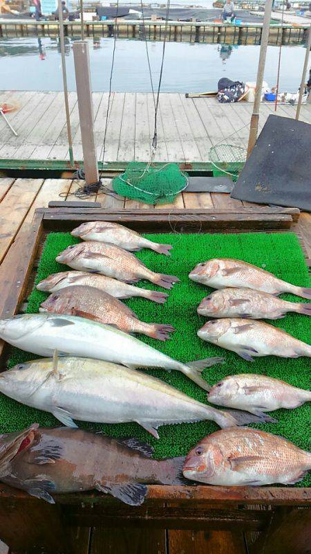 海の釣堀 海恵 釣果