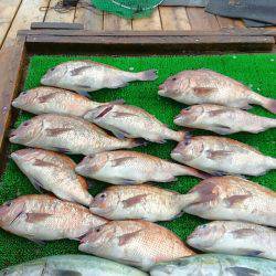 海の釣堀 海恵 釣果
