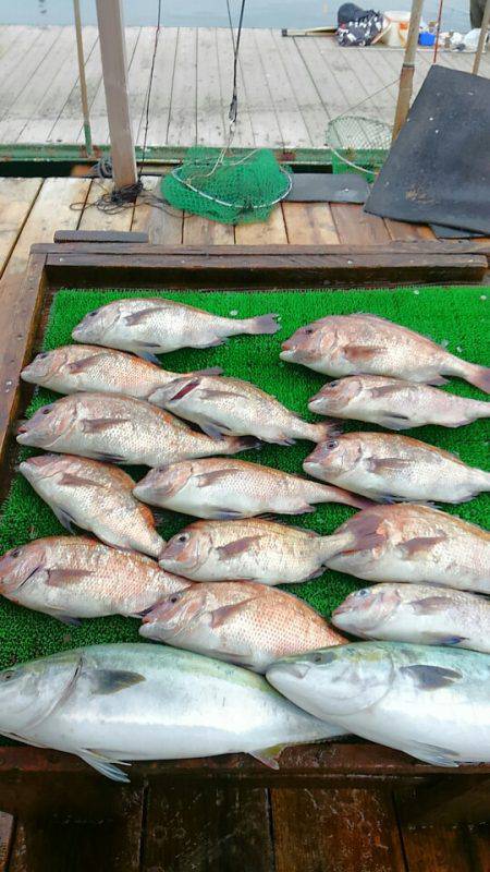 海の釣堀 海恵 釣果