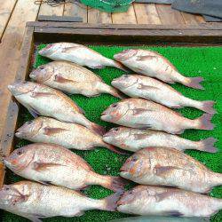 海の釣堀 海恵 釣果
