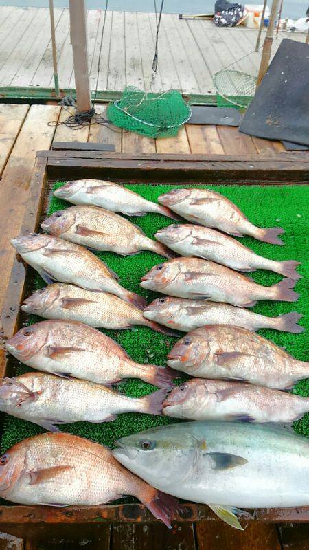 海の釣堀 海恵 釣果