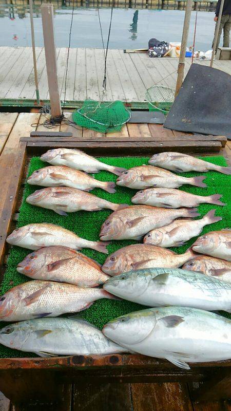 海の釣堀 海恵 釣果