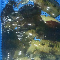 第三共栄丸 釣果