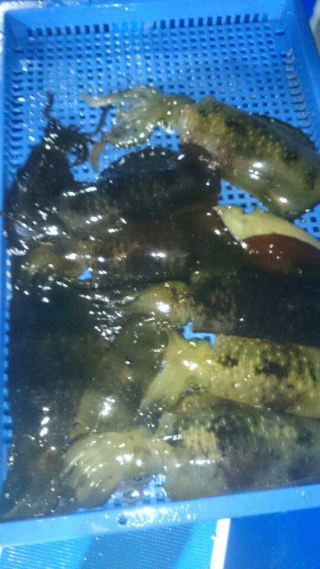 第三共栄丸 釣果