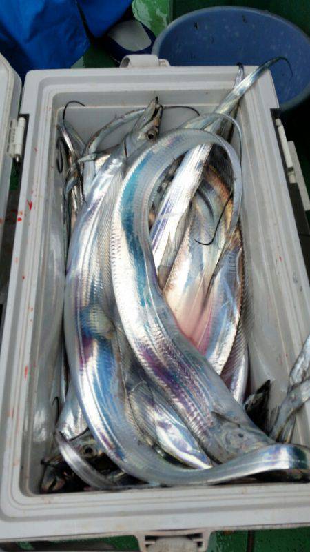 金沢八景鴨下丸 釣果