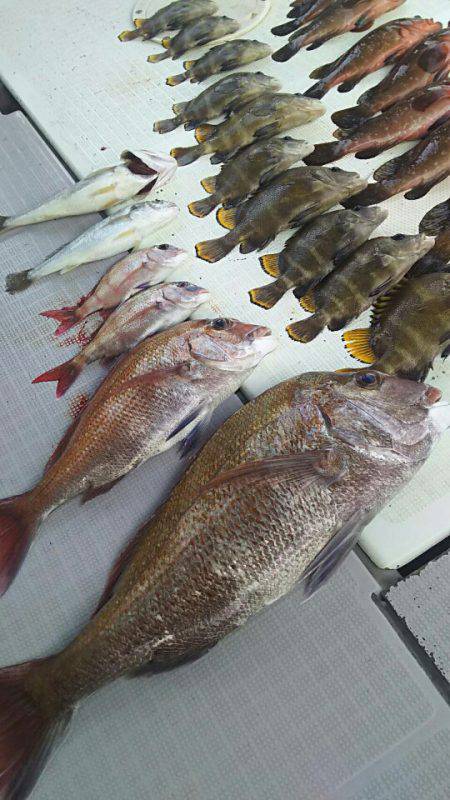 タイラバ遊漁船 ワンピース 釣果