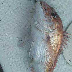 タイラバ遊漁船 ワンピース 釣果