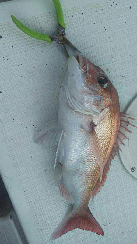 タイラバ遊漁船 ワンピース 釣果