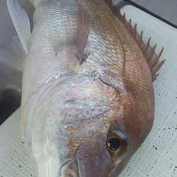 タイラバ遊漁船 ワンピース 釣果