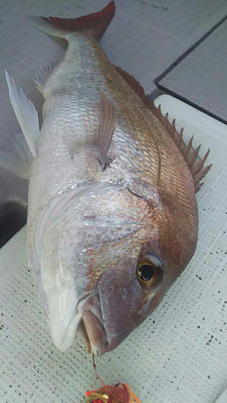 タイラバ遊漁船 ワンピース 釣果