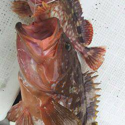 タイラバ遊漁船 ワンピース 釣果