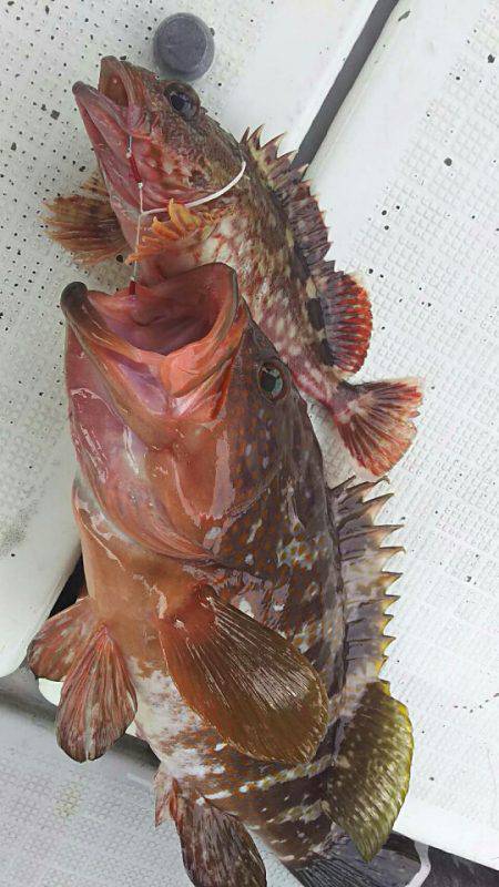 タイラバ遊漁船 ワンピース 釣果