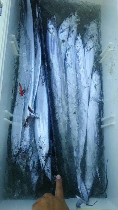 サンマリン 釣果