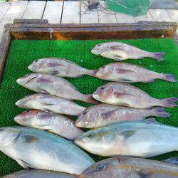 海の釣堀 海恵 釣果