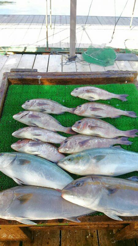 海の釣堀 海恵 釣果