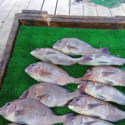海の釣堀 海恵 釣果