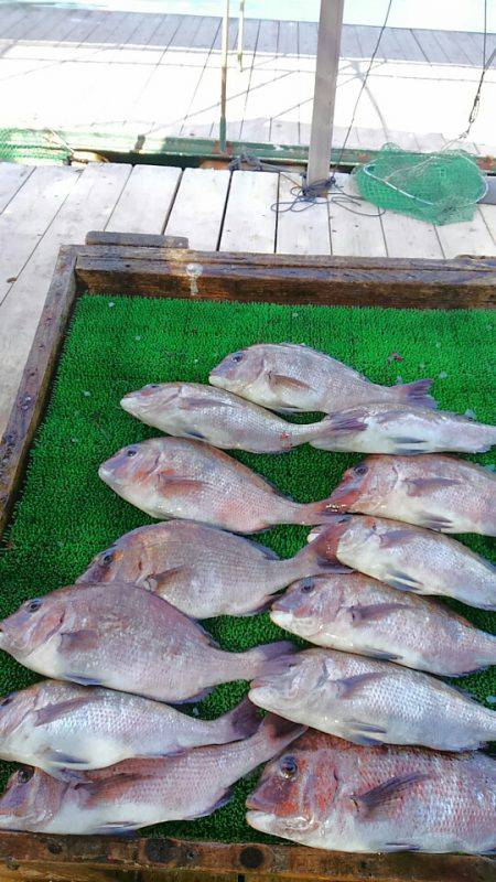 海の釣堀 海恵 釣果