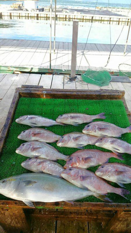 海の釣堀 海恵 釣果