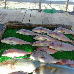 海の釣堀 海恵 釣果