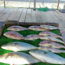 海の釣堀 海恵 釣果