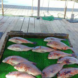 海の釣堀 海恵 釣果