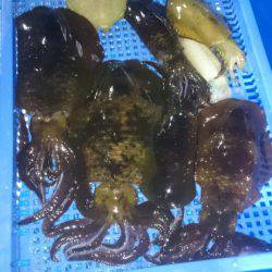 第三共栄丸 釣果