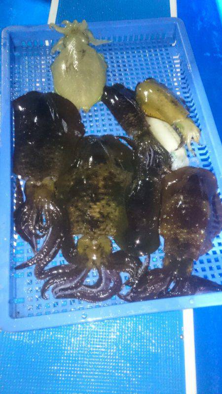 第三共栄丸 釣果