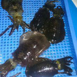 第三共栄丸 釣果