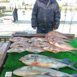 海の釣堀 海恵 釣果