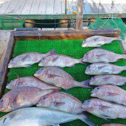 海の釣堀 海恵 釣果
