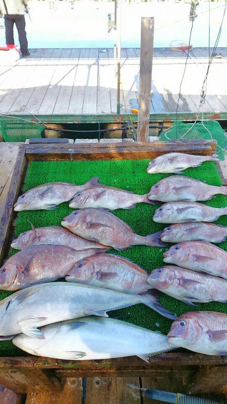 海の釣堀 海恵 釣果