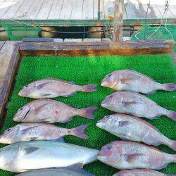 海の釣堀 海恵 釣果