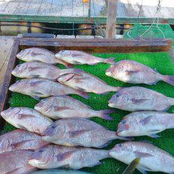 海の釣堀 海恵 釣果