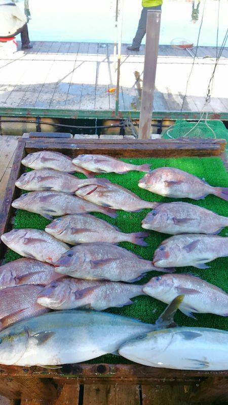 海の釣堀 海恵 釣果