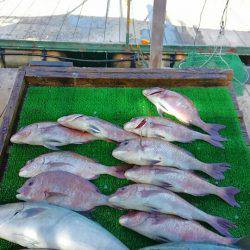 海の釣堀 海恵 釣果