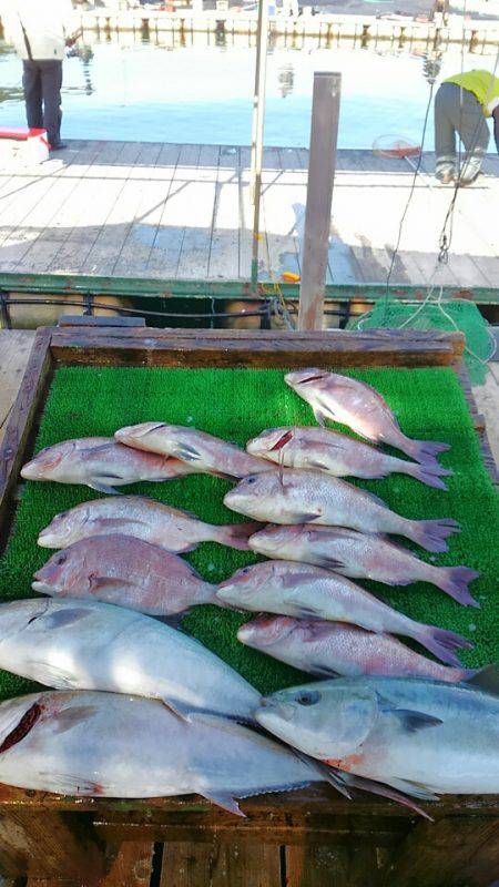 海の釣堀 海恵 釣果