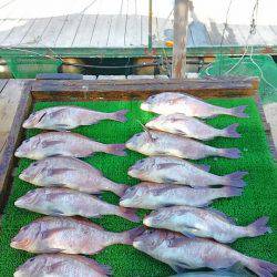 海の釣堀 海恵 釣果