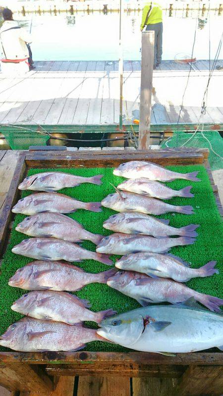 海の釣堀 海恵 釣果